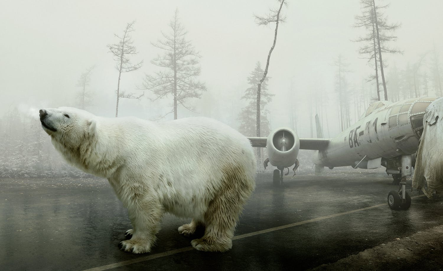 bear with me nIyU88hK Bilde av isbjørn og havarert fly